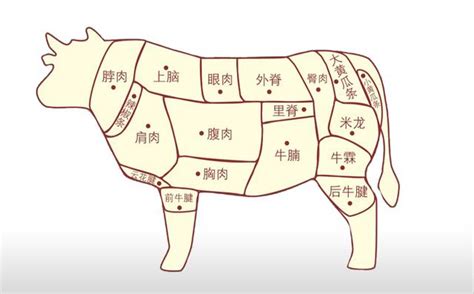 牛肉位置|最全面的牛肉20个部位完整图解并教做法，真正的让您。